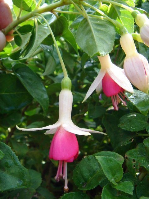 Fuchsia x 'Amelie Aubin'
